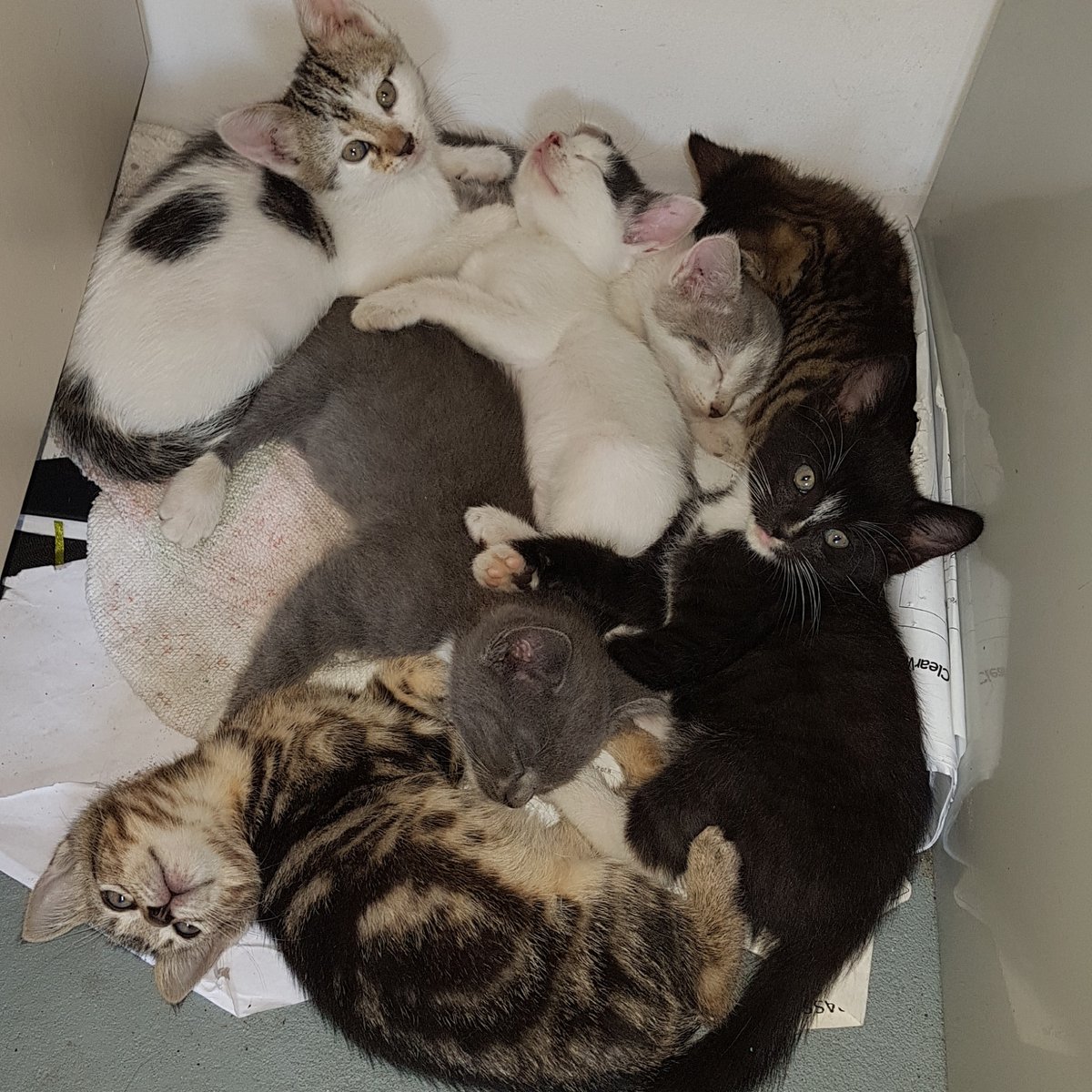 Cherry and her kittens — rescued by WISH Kitties